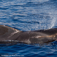 Buy canvas prints of Pilot Whale blowing by David O'Brien