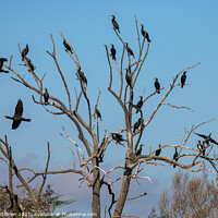 Buy canvas prints of Group of Cormorants in tree by David O'Brien