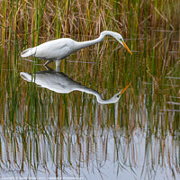 Buy canvas prints of Great White egret by David O'Brien
