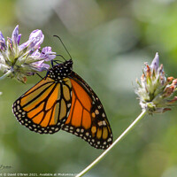 Buy canvas prints of African Monarch Butterfly by David O'Brien