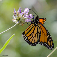 Buy canvas prints of African Monarch Butterfly by David O'Brien