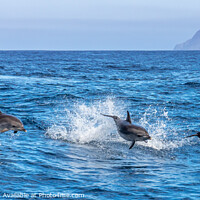 Buy canvas prints of Bottlenose Dolphins by David O'Brien