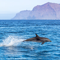 Buy canvas prints of Bottlenose Dolphin by David O'Brien