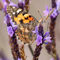 Buy canvas prints of Painted Lady Butterfly by David O'Brien