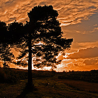 Buy canvas prints of Sunset on Ashdown Forest,Sussex by Alan Barnes