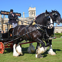 Buy canvas prints of Shire Horses and Brewery Dray by Alan Barnes