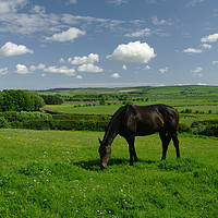 Buy canvas prints of Summer Grazing by Alan Barnes