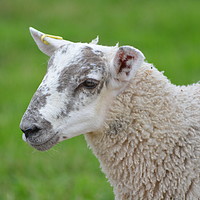 Buy canvas prints of Spring lamb by Alan Barnes