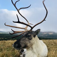 Buy canvas prints of Posing Reindeer by Alan Barnes