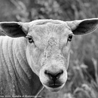 Buy canvas prints of Sheep staring at me! by Alan Barnes