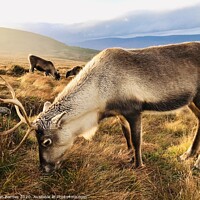 Buy canvas prints of Reindeer grazing on Cairngorm Mountain by Alan Barnes