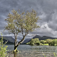 Buy canvas prints of Padarn Lonely Tree  by Graham Williams
