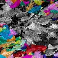 Buy canvas prints of Coloured Feathers by Trevor Lloyd