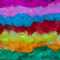 Buy canvas prints of Feathers by Trevor Lloyd