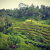 Buy canvas prints of Rice Terrace in Ubud Bali by Cecilia Zheng
