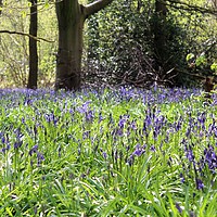 Buy canvas prints of woodland bluebells  by Louise Stainer