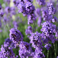 Buy canvas prints of lavender  by Louise Stainer