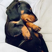 Buy canvas prints of Puppy dachshund sleeping  by Louise Stainer