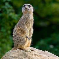 Buy canvas prints of Meercat Sentry by Malcolm Smith