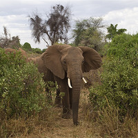 Buy canvas prints of African Elephant by Malcolm Smith