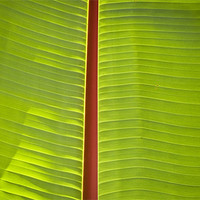 Buy canvas prints of Banana leaf abstract by Malcolm Smith