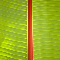 Buy canvas prints of Banana leaf abstract by Malcolm Smith