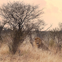 Buy canvas prints of Resting Lion by Malcolm Smith