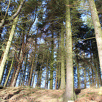 Buy canvas prints of Trees at Langsett Barn by Marie Boyle