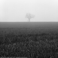 Buy canvas prints of Nearly Home. Lone Foggy Tree. Cleckheaton by Graham Binns