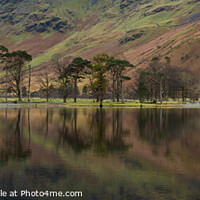 Buy canvas prints of Buttermere Pines Lake District by Graham Binns