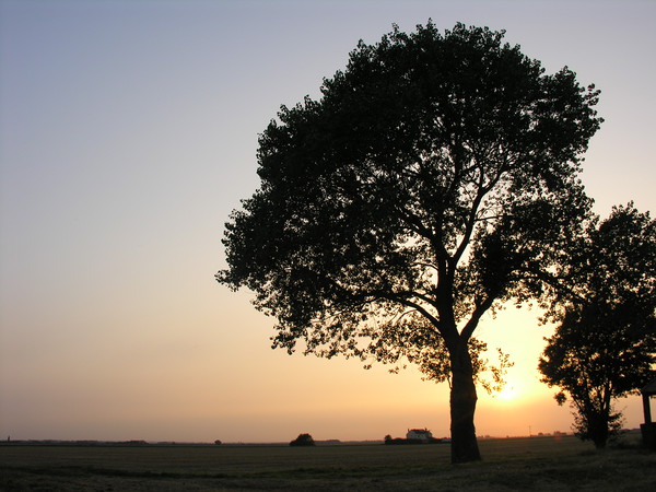 Silhouette of a Birch Tree on the Lincolnshire Fen Picture Board by Mel Coward
