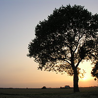 Buy canvas prints of Silhouette of a Birch Tree on the Lincolnshire Fen by Mel Coward