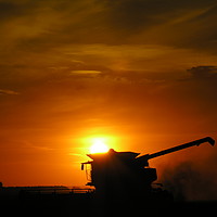 Buy canvas prints of     Wheat Harvest on the Lincolnshire Fens       by Mel Coward