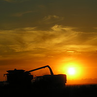 Buy canvas prints of    Unloading the Combine        by Mel Coward