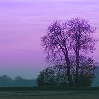 Buy canvas prints of Lilac Sky as the Crows Fly by Mel Coward