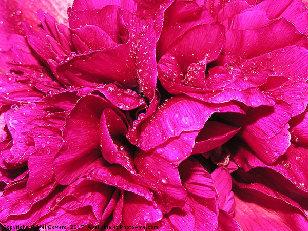 Peony in the Rain Picture Board by Mel Coward