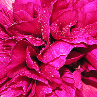 Buy canvas prints of Peony in the Rain by Mel Coward
