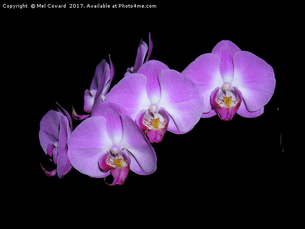          Pink Orchid Black Background  Picture Board by Mel Coward