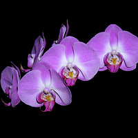 Buy canvas prints of          Pink Orchid Black Background  by Mel Coward
