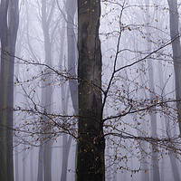 Buy canvas prints of Misty Beeches, King's Wood by Kentish Dweller