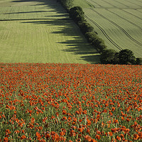 Buy canvas prints of Poppies on the North Downs by Kentish Dweller