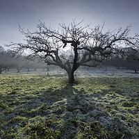Buy canvas prints of Frosty Tree by Kentish Dweller