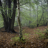 Buy canvas prints of Oldbury Hill in the Mist by Kentish Dweller