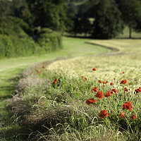 Buy canvas prints of Isolated Poppies by Kentish Dweller