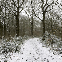 Buy canvas prints of Snow in The Blean by Kentish Dweller