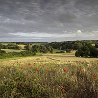 Buy canvas prints of Poppies in Beautiful Light by Kentish Dweller