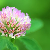 Buy canvas prints of Close-up of a shrub flower by Diane Jones