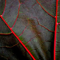 Buy canvas prints of The veins of a Maple Leaf by Diane Jones