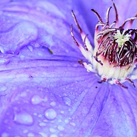 Buy canvas prints of Close-up of a clematis flower by Diane Jones