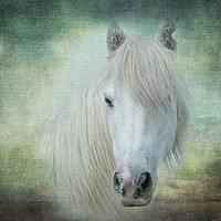 Buy canvas prints of Horse by Pam Perry
